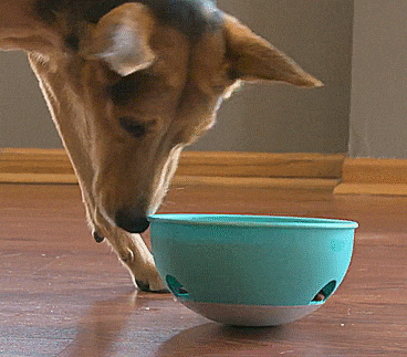 创意狗粮喂食器设计，喂食等于锻炼狗狗头脑