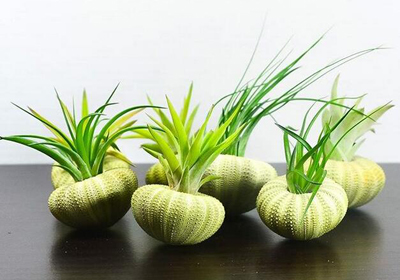 仿生花盆创意设计欣赏，新奇植物花卉种植器皿