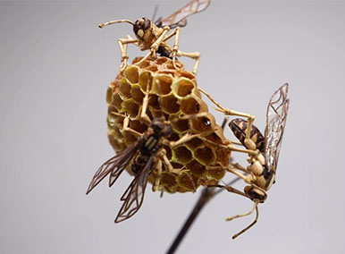 令人惊艳的手工艺术品-昆虫竹细工